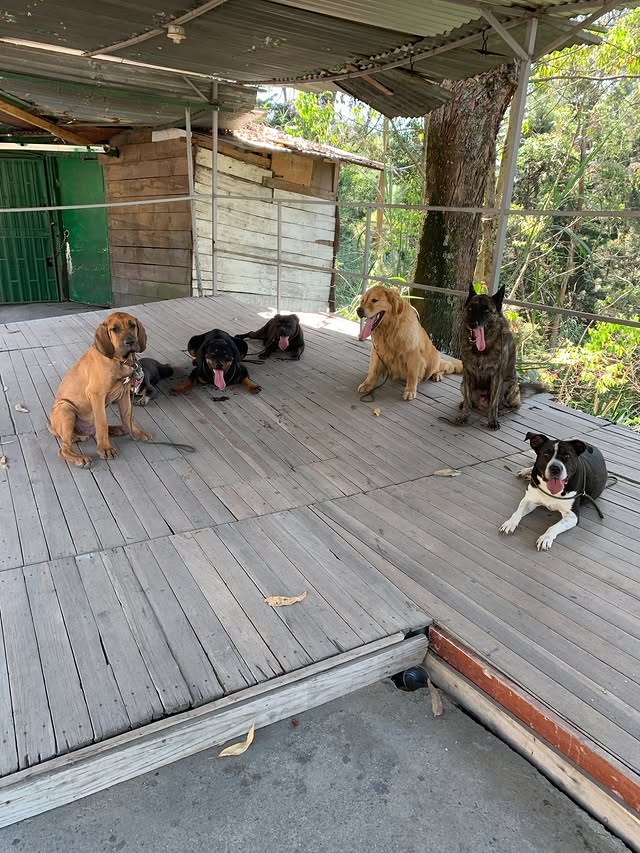 Perros de Desarrollo Canino en las instalaciones
