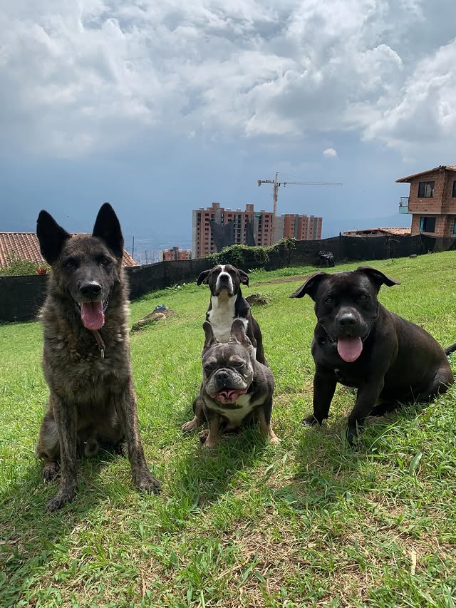 Perros de la manada en las instalaciones de Desarrollo Canino