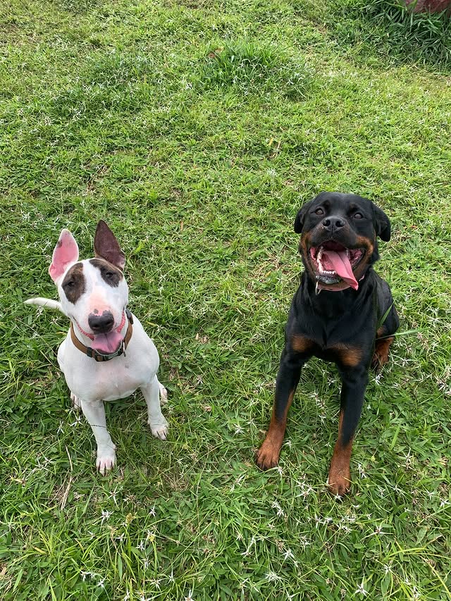 Alumnos de Desarrollo Canino